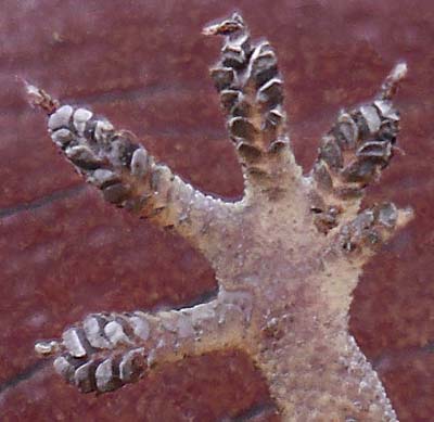Foot of a Gecko by Asienreisender